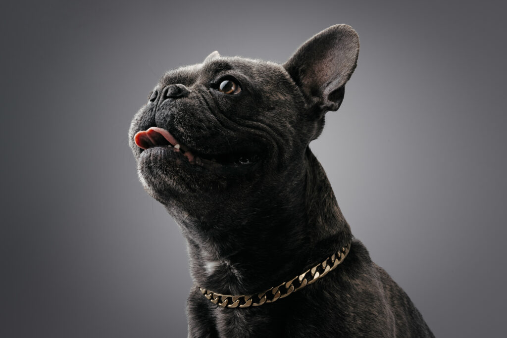 Porträt einer Französischen Bulldogge im Fotostudio