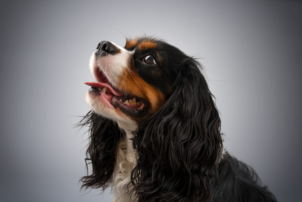 Studioporträt eines Hundes