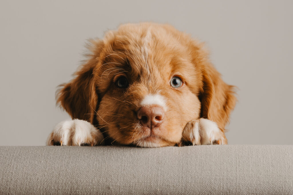 Studioporträt eines jungen Hundes